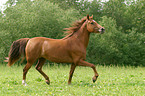 running Morgan Horse