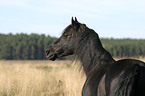 Morgan Horse Portrait