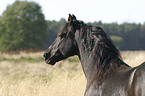 Morgan Horse Portrait