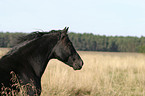 Morgan Horse Portrait