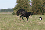 Morgan Horse & Border Collie