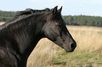 Morgan Horse Portrait