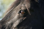 horse eye