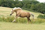 galloping Morgan horse