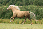 galloping Morgan horse