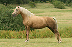 Morgan horse