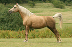 Morgan horse