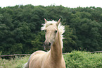 Morgan horse portrait