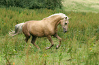 galloping Morgan horse