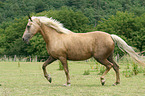 trotting Morgan horse