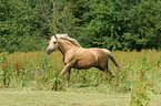 galloping Morgan horse