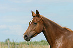 Morgan horse portrait