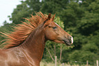 Morgan horse portrait