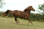 galloping Morgan horse