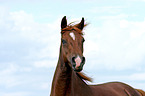 Morgan horse portrait