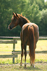 Morgan horse