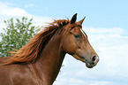 Morgan horse portrait