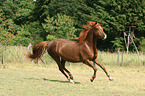 galloping Morgan horse