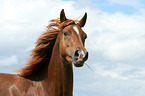 Morgan horse portrait