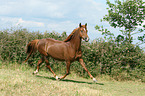 trotting Morgan horse