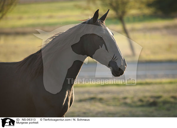 Murgese Portrait / Murgese portrait / NS-06313