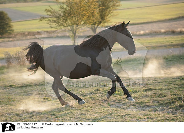 galoppierender Murgese / galloping Murgese / NS-06317