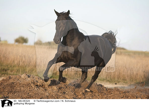 galloping Murgese / NS-06320