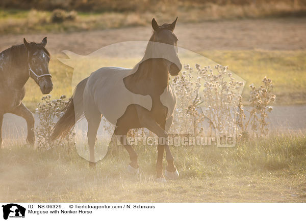 Murgese mit Noriker / Murgese with Noriker Horse / NS-06329