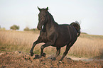 galloping Murgese