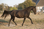 trotting Murgese