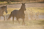 Murgese with Noriker Horse