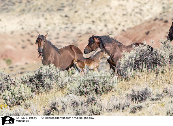 Mustangs / Mustangs / MBS-10569