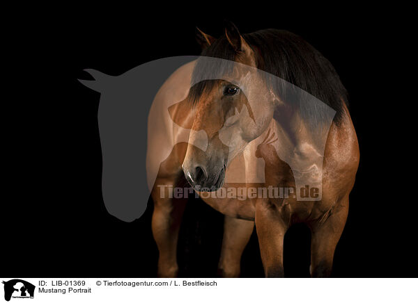 Mustang Portrait / Mustang Portrait / LIB-01369