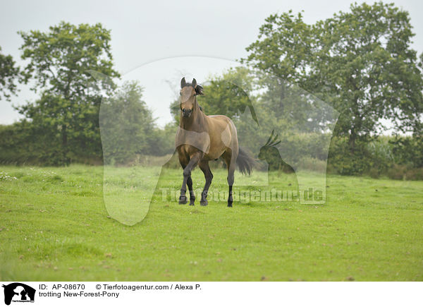 trotting New-Forest-Pony / AP-08670