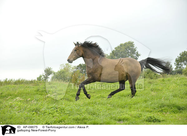 galloping New-Forest-Pony / AP-08675