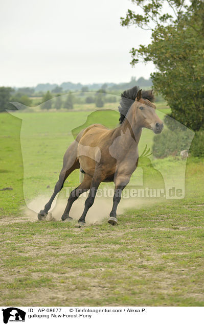 galloping New-Forest-Pony / AP-08677