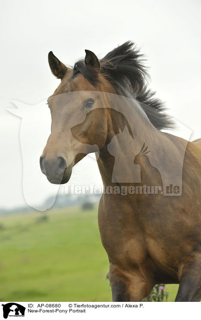 New-Forest-Pony Portrait / AP-08680