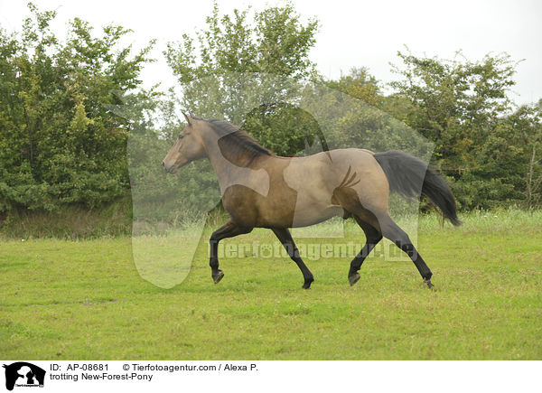 trotting New-Forest-Pony / AP-08681
