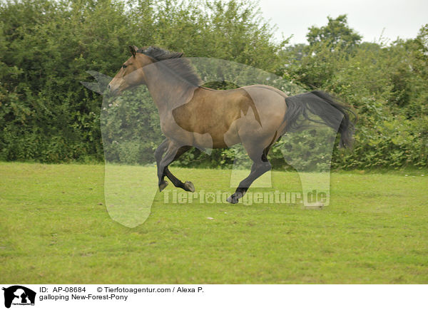 galoppierendes New-Forest-Pony / galloping New-Forest-Pony / AP-08684