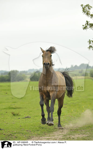 galoppierendes New-Forest-Pony / galloping New-Forest-Pony / AP-08685