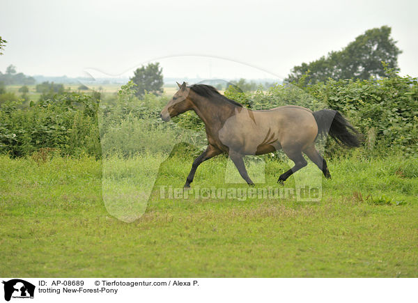 trotting New-Forest-Pony / AP-08689