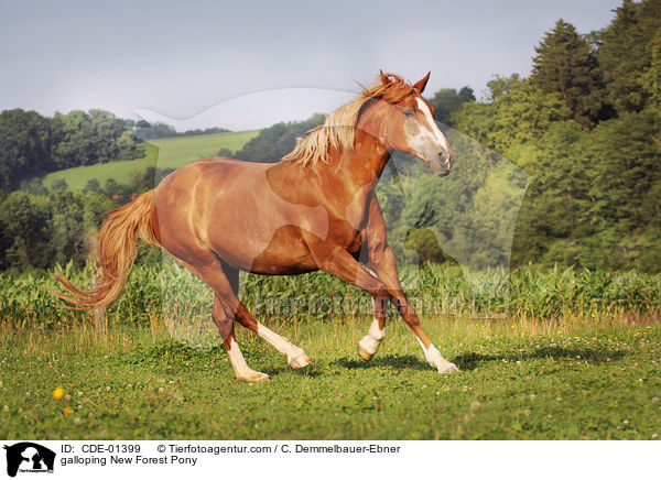 galoppierendes New Forest Pony / galloping New Forest Pony / CDE-01399