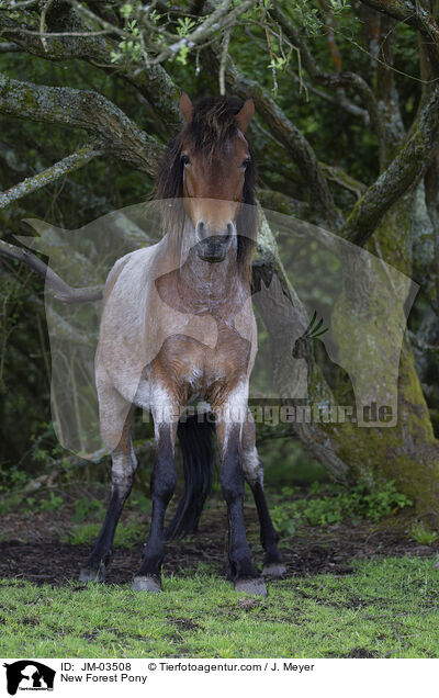 New Forest Pony / JM-03508