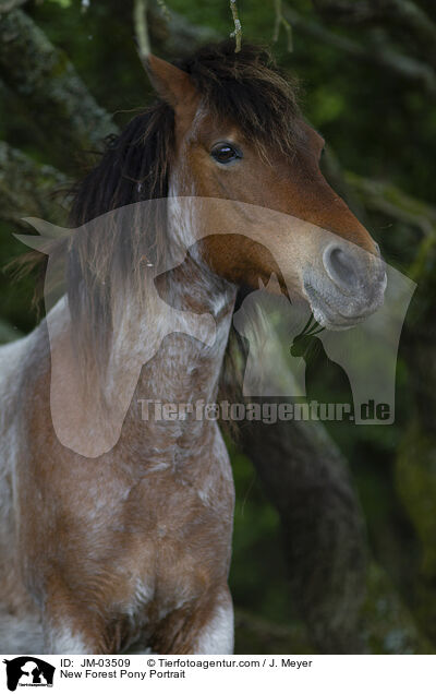 New Forest Pony Portrait / JM-03509