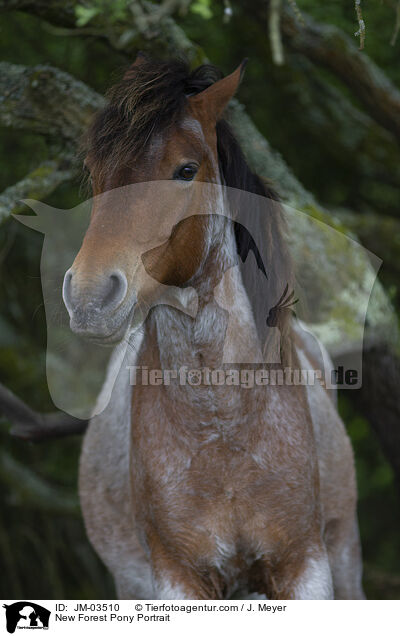 New Forest Pony Portrait / JM-03510