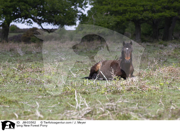 lying New Forest Pony / JM-03562