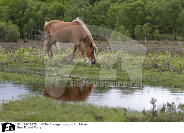 New Forest Pony / JM-03578