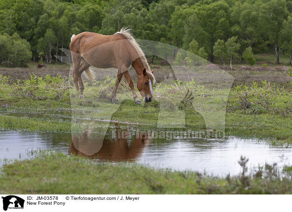 New Forest Pony / New Forest Pony / JM-03578