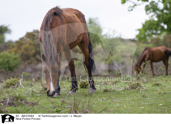 New Forest Ponies / New Forest Ponies / JM-03584