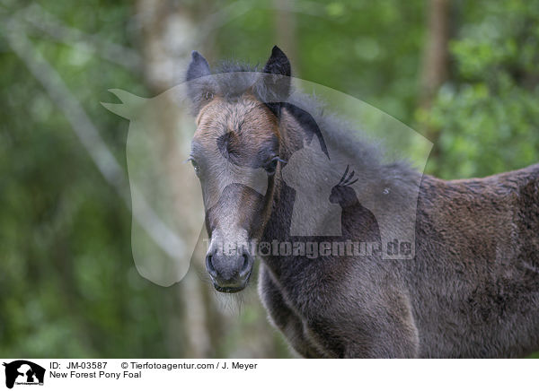 New Forest Pony Fohlen / New Forest Pony Foal / JM-03587